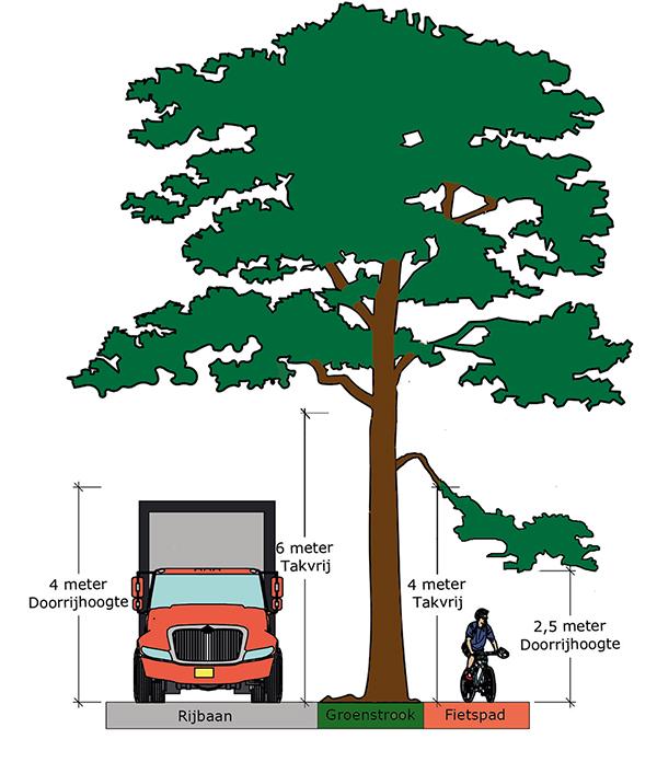 Visualisatie doorrijhoogte bij snoeien van bomen